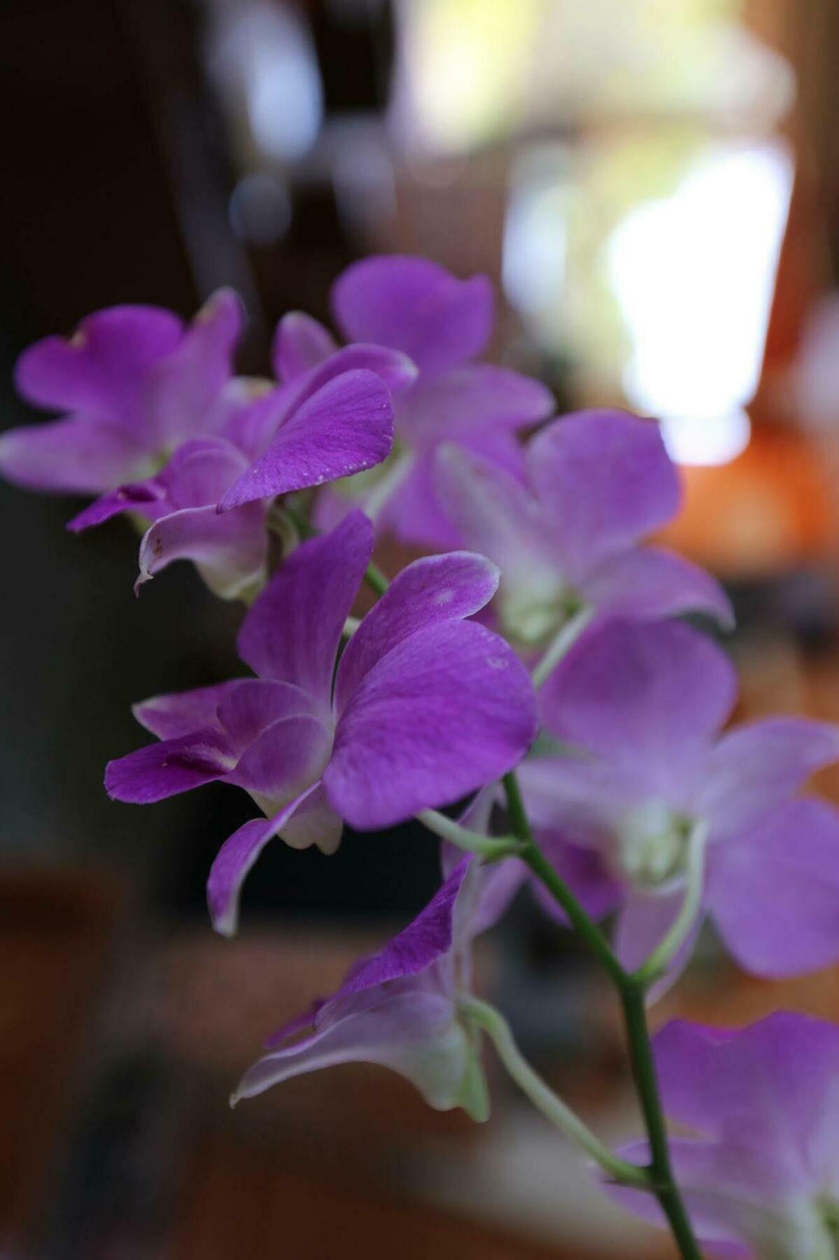 Eco-Home Siem Reap Homestay Екстер'єр фото